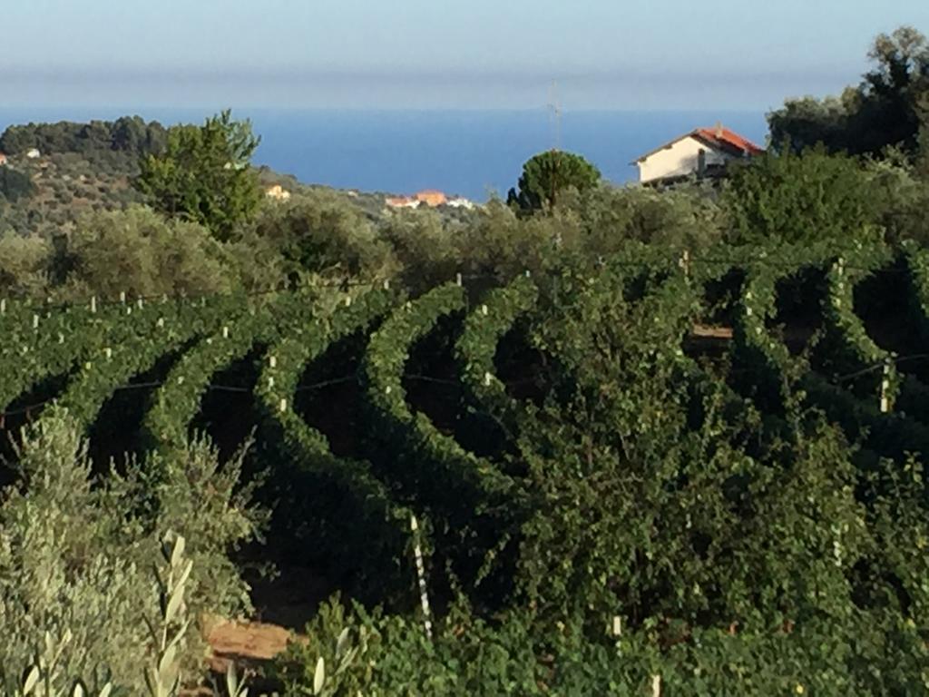 Agriturismo Ada Musso Ss Diano Borello エクステリア 写真
