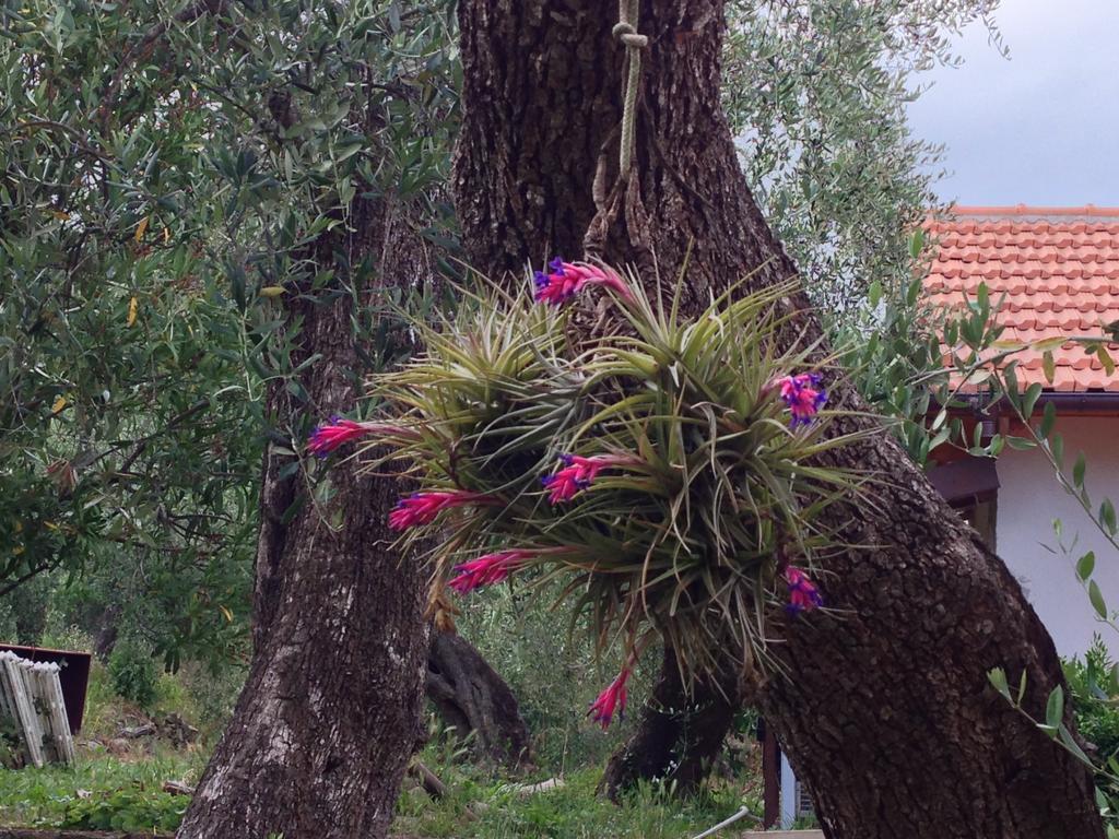 Agriturismo Ada Musso Ss Diano Borello エクステリア 写真
