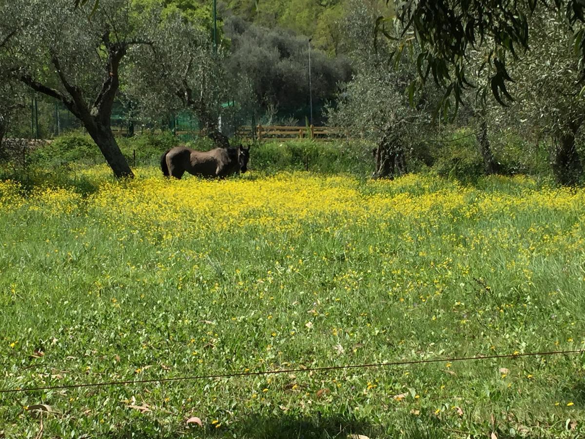 Agriturismo Ada Musso Ss Diano Borello エクステリア 写真